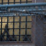 Thousands of asylum-seekers abandon their cases as ICE seeks to deport them to nations they aren’t from