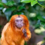 New pandemic fear after deadly human disease found in wild rainforest monkeys for first time