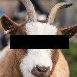Animal sanctuary where asylum seeker ‘raped 5 goats and lamb’ reveals costs of sick acts