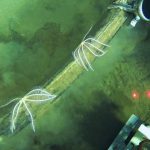 World’s largest whale graveyard discovered by sub at bottom of ocean: “Completely unexpected”