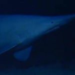 Goblin shark seen alive in natural habitat for the first time: “The most iconic of all the deep-sea sharks”