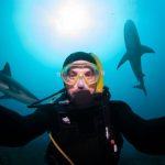Sharks biting back as influencers taking videos with them ignore advice
