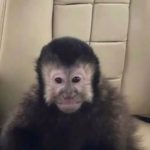 'Drunk' monkey that terrorised locals and injured 5 dies as owner vows revenge